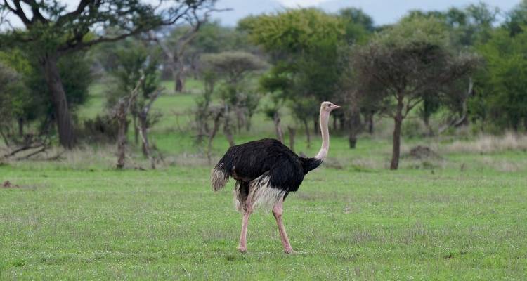 East Africa