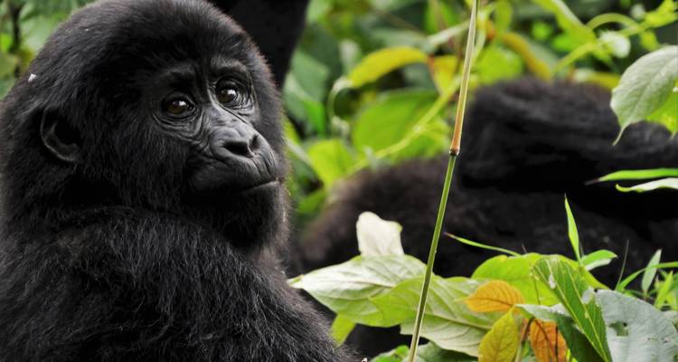 Rwanda