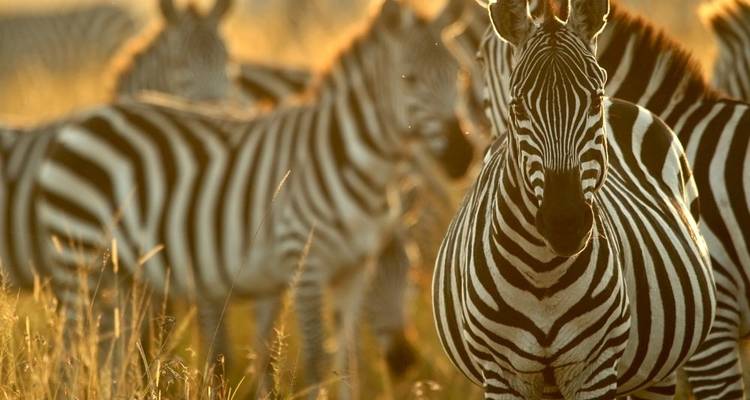 South Africa